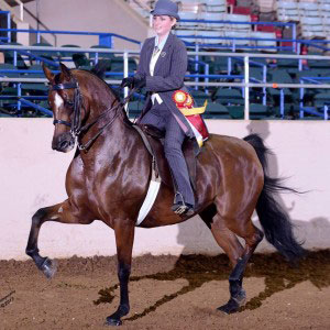 Highland Horses School of Riding